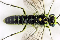 Rhogogaster picta