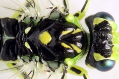 Rhogogaster picta