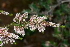 Thryptomene calycina