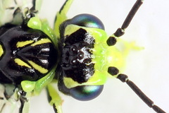 Rhogogaster picta