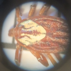 Amblyomma maculatum