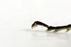 Rhogogaster picta