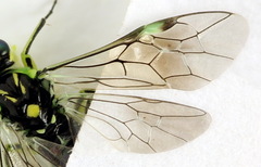 Rhogogaster picta