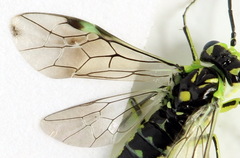 Rhogogaster picta