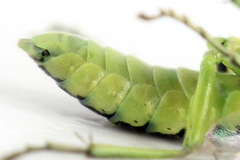 Rhogogaster picta