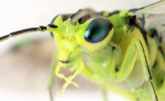 Rhogogaster picta