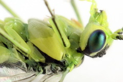 Rhogogaster picta