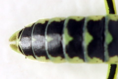 Rhogogaster picta
