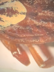 Amblyomma maculatum