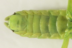 Rhogogaster picta