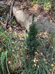 Taxus
