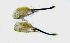 Rhogogaster picta