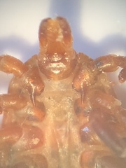 Amblyomma maculatum