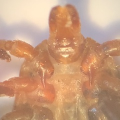 Amblyomma maculatum