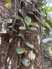 Trachelospermum asiaticum