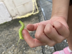 Macroglossum pyrrhosticta