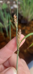 Carex lenticularis