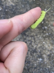 Macroglossum pyrrhosticta