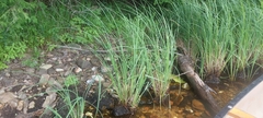 Carex lenticularis