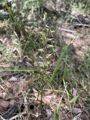 Arthrochilus irritabilis