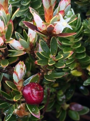 Planocarpa petiolaris