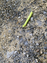 Macroglossum pyrrhosticta