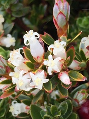 Planocarpa petiolaris