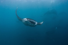 Mobula alfredi