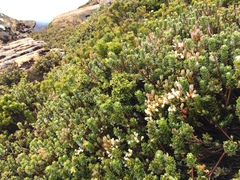 Planocarpa petiolaris