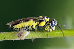 Rhogogaster picta