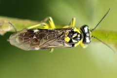 Rhogogaster picta