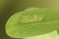 Rhogogaster picta
