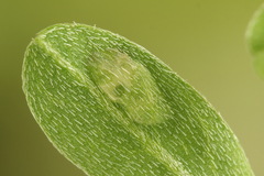 Rhogogaster picta