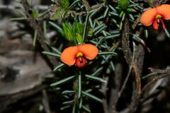 Dillwynia sericea