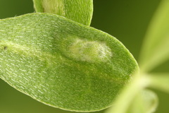 Rhogogaster picta