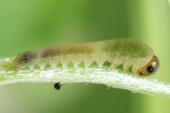 Rhogogaster picta
