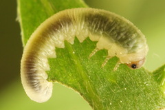 Rhogogaster picta