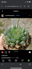 Haworthia cooperi