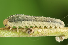 Rhogogaster picta