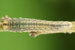 Rhogogaster picta