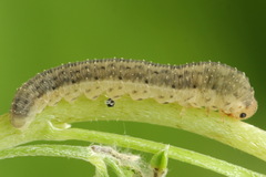 Rhogogaster picta