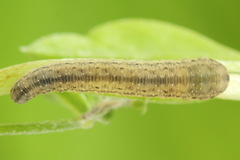 Rhogogaster picta