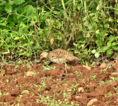 Ortygornis pondicerianus