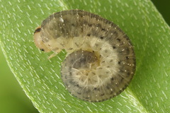Rhogogaster picta