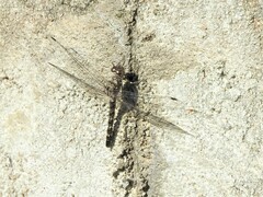 Bradinopyga geminata