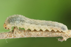 Rhogogaster picta