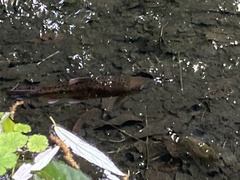 Oncorhynchus masou formosanus