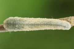 Rhogogaster picta