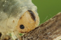 Rhogogaster picta