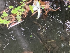 Oncorhynchus masou formosanus